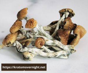 hawaiian mushroom strain, hawaiian cubensis mushrooms