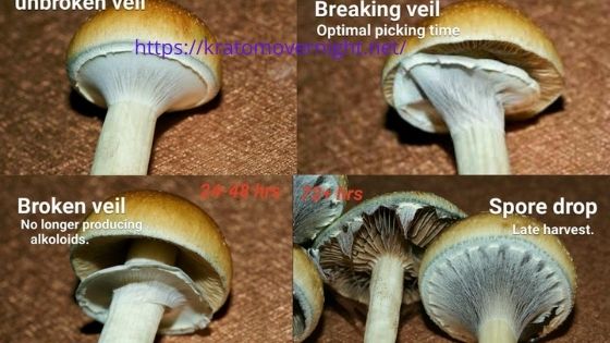 How to Harvest Mushroom Spores ,harvesting oyster mushroom spores